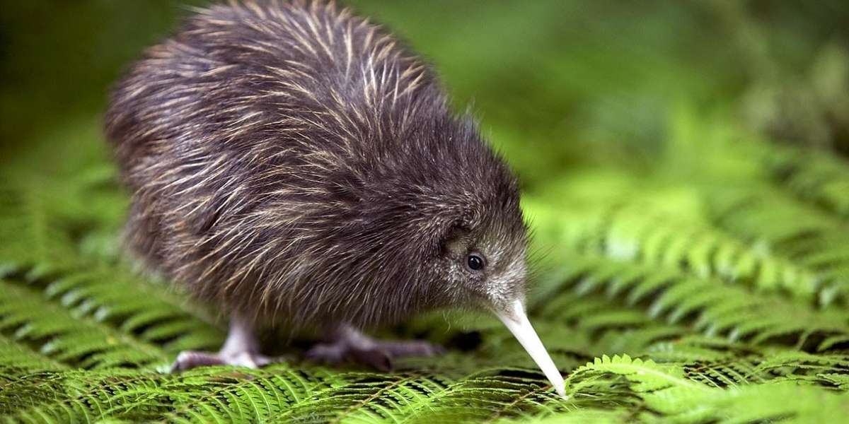 kiwi