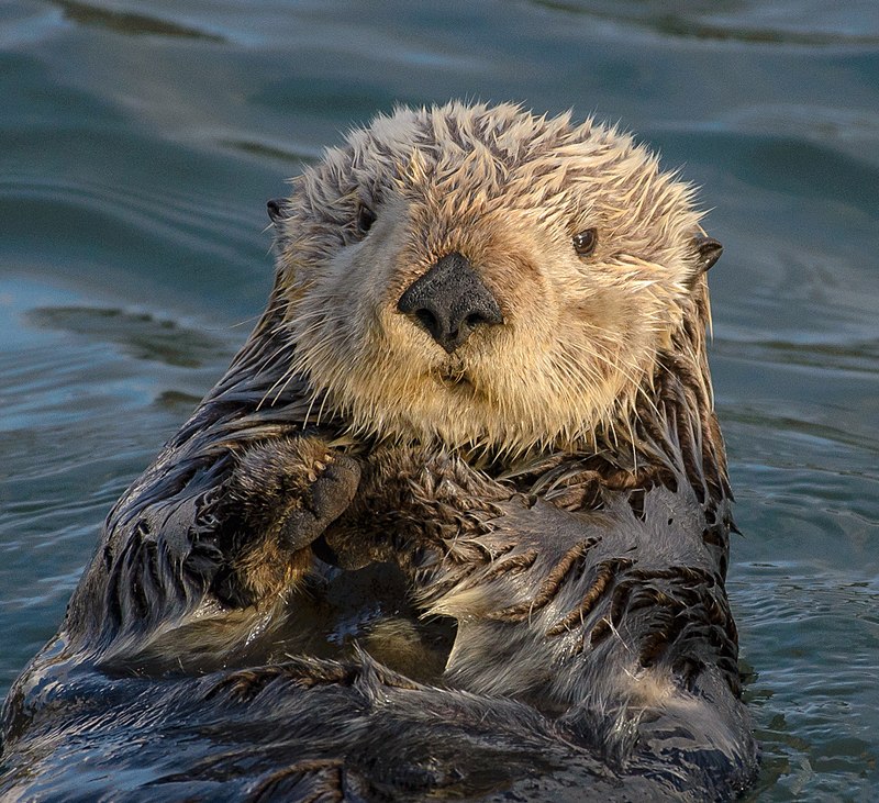 sea otter